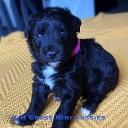 Aussiedoodles and Miniature Australian Shepherds from K-H Cross Mini Aussies
