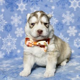 Fiona(S7) - Red and white female Siberian Husky puppy in Lunenburg, Vermont from SNOW WOOLY HUSKY
