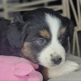 Zia - Black tri female Miniature Australian Shepherd puppy in Lincoln, California from Elegant Aussies