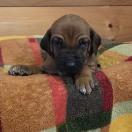 Boy 3 - Rd whtn blk nose male Rhodesian Ridgeback puppy in Gaffney, South Carolina from Circle D Farms