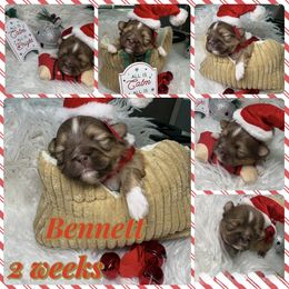 Bennett - Liver and white male Shih Tzu puppy in Coolidge, Arizona from Shih Tzu’s  ‘N’ Love