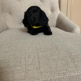 Onyx - Black male Dachshund puppy in Mc Donough, Georgia from Hot Diggity Doxies