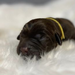 Clara - Labrador Retriever puppy in Greensburg, Kentucky from Paws Farm Retrievers