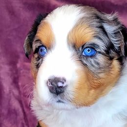Angel - Blue merle Australian Shepherd puppy in Glendale, Arizona from Kerr Aussies