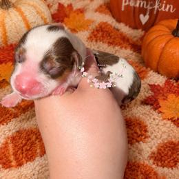 S'mores - Piebald male Dachshund puppy in Pope, Mississippi from Anna’s Mini Doxies