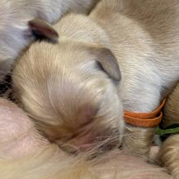 Boy 2 - male Golden Retriever puppy in Oklahoma City, Oklahoma from Shire Springs Kennels