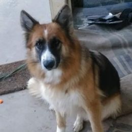 Summer - German Shepherd
