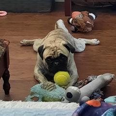 Pugs from Marbled Munchkins
