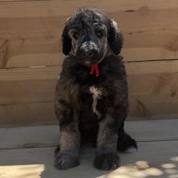 Morel - Brindle male Poodle puppy in Arroyo Grande, California from Ever So Clever Poodles