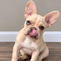 Mazie - Cream female French Bulldog puppy in Redford Township, Michigan from Frenchies That...