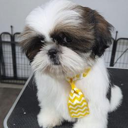 Monroe - Red and white male Shih Tzu puppy in Riverside, California from Raincross Shih Tzu