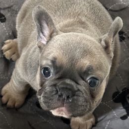 Dachshunds and French Bulldogs from Sabe and Shabe’s Doxies