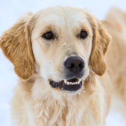 Peggy - Golden Retriever