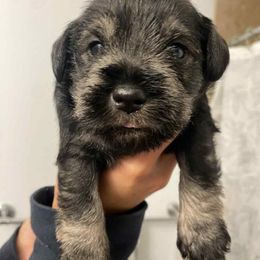 Male two black silver - Black and silver male Miniature Schnauzer puppy in Kansas City, Kansas from Liliana's Mini Schnauzers