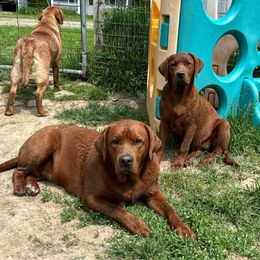 Labrador Retriever Puppies from Matoskah Meadows Labradors