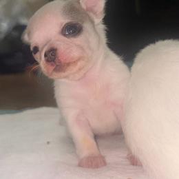 Tempest - Black sabled fawn male Chihuahua puppy in New Castle, Delaware from Sasha’s Elite Kennel LLC