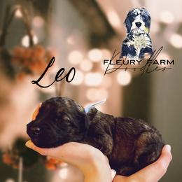 Leo - Wheaten male Whoodle puppy in Knoxville, Tennessee from Fleury Farm Doodles TN