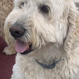 Goldendoodle Puppies from Goldhaly Peach Doodles