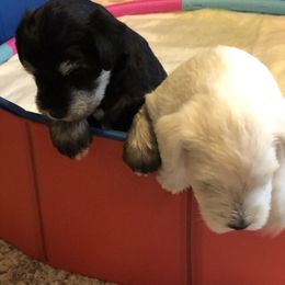 Miniature Schnauzer and Poodle Puppies from Bits & Bytes Farm