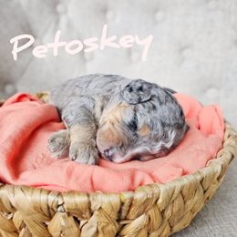 Bernedoodle Puppies from Whispering Aspen Homestead