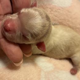 Casper - Cream male Chihuahua puppy in Chino Valley, Arizona from Lane’s Little Long Coats