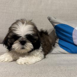 Shih Tzu puppies from Happy Hour Shih Tzus