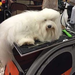 Shelby - Coton de Tulear