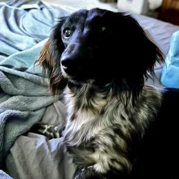 Maddie Kate - Dachshund