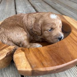 Noelle - Red female Cockapoo puppy in Ellaville, Georgia from Lakeside Cockapoos