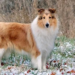 Collie and Shetland Sheepdog All Grown Up from Dueling Pine Ranch