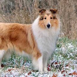 Collie and Shetland Sheepdog All Grown Up from Dueling Pine Ranch