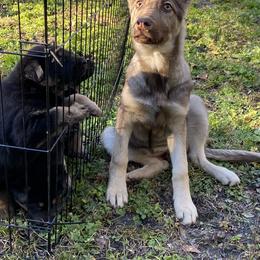 German Shepherd All Grown Up from Angel Oak German Shepherds