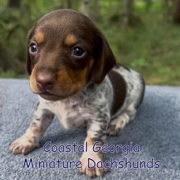 Chocolate Boy (Beautiful Heavy Ticking) - Chocolate and tan male Dachshund puppy in Brunswick, Georgia from Coastal Georgia Miniature Dachshunds