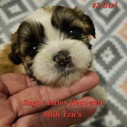 Sophie 2nd born - Tricolor female Shih Tzu puppy in Havelock, North Carolina from Sugar Paws Heavenly Shih Tzu’s