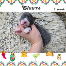 Churro - Gray and white female American Corgi puppy in Mansfield, Ohio from Moonrise corgis