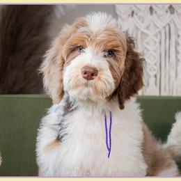 Cariad - Merle female Bernedoodle puppy in Connersville, Indiana from Deaz Doodle Ranch