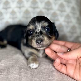 Black and cream dapple boy - Dapple male Dachshund puppy in Beaver, Pennsylvania from Meaden’s Mini Dachshunds