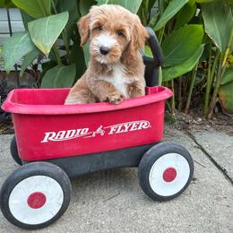 Finley Dean aka Teddy - Cream male Goldendoodle puppy in Valdosta, Georgia from Designer Doodles of South GA