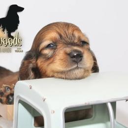 Dachshund Puppies from Piney Woods Miniature Dachshunds