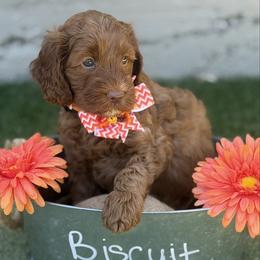 Biscuit - Black - Caramel red male Australian Labradoodle puppy in Citrus Heights, California from Elite Blend Labradoodles