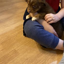 Miniature Australian Shepherd and Toy Australian Shepherd Puppies from Cherry Grove Kennel