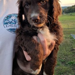 Bruno - Brown and white male Aussiedoodle puppy in Mena, Arkansas from Ouachita River Cockapoos