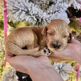 Linus (Red Collar) - Apricot male Goldendoodle puppy in Bay City, Texas from Charming Doods