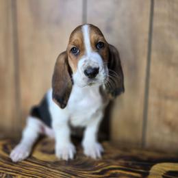 Flower - Brown black and white female Basset Hound puppy in Valley, Washington from Enchanted Valley Paws