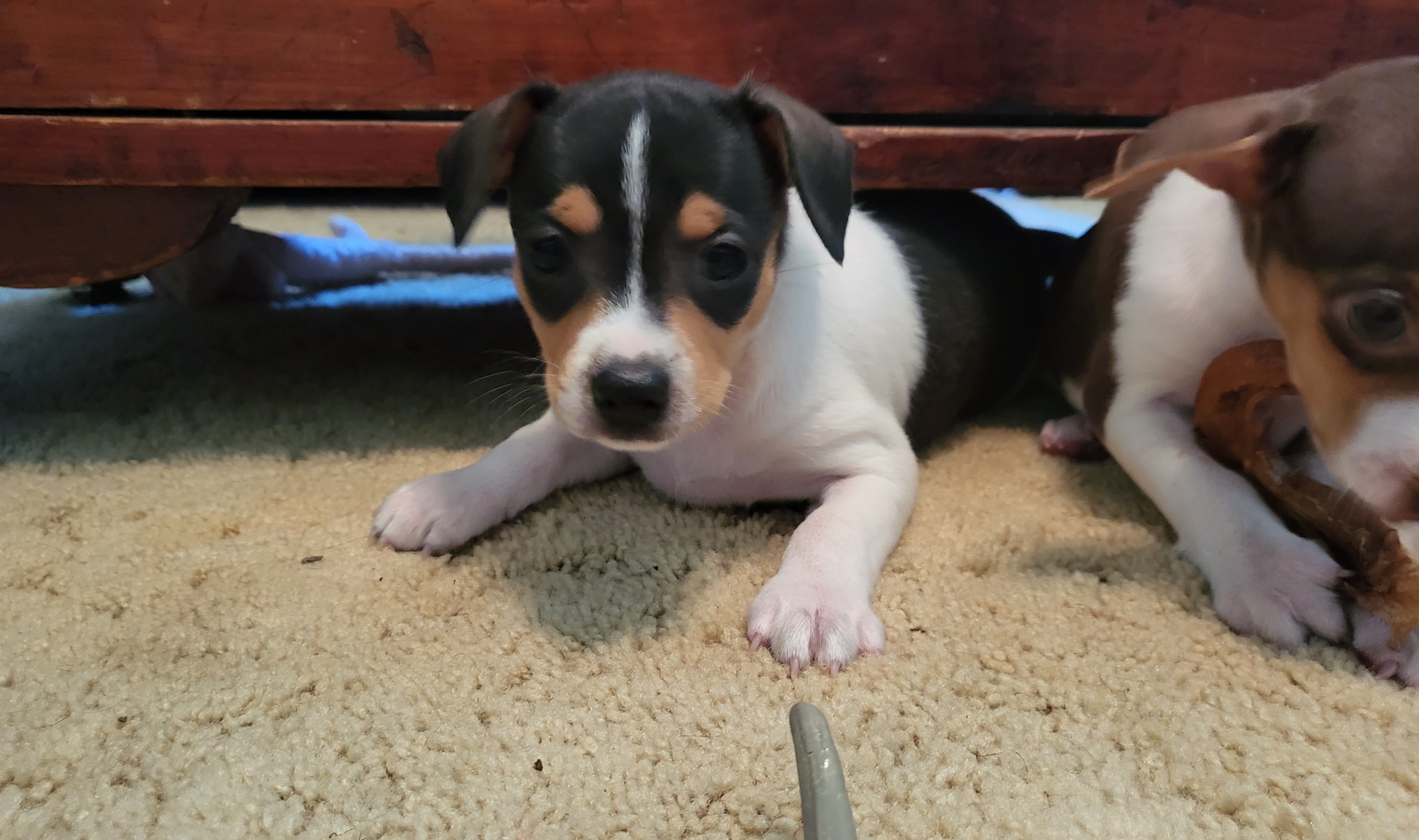 Rat Terrier Puppies from Country Rat Terriers
