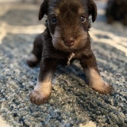 Miniature Schnauzer Puppies from Booms baby