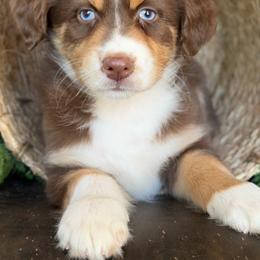Ginger-has tail-many videos - Red tri-color female Australian Shepherd puppy in Troy, South Carolina from Australian Shepherds of 3/W Farms