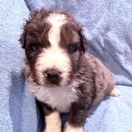 Mike - Blue merle male Australian Shepherd puppy in Atkinson, Illinois from Diamond Ridge Aussies