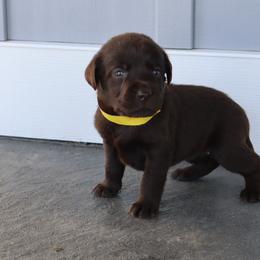 Poppy - Chocolate female Labrador Retriever puppy in Camden, Indiana from Camden's Caring Canines