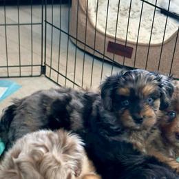 Ivy - Blue merle female Aussiedoodle puppy in Charlestown, Indiana from Forever Aussies and A Doodle